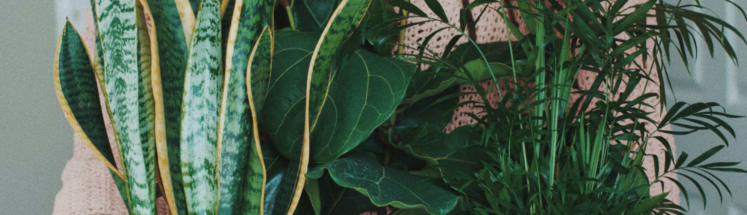 Top 10 low maintenance houseplants for busy plant lovers Woman with plants snake pland