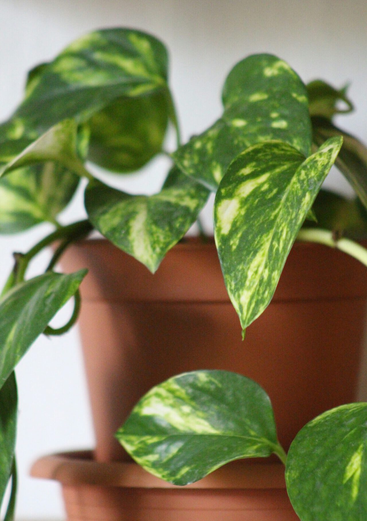 Epipremnum aureum Epipremnum aureum