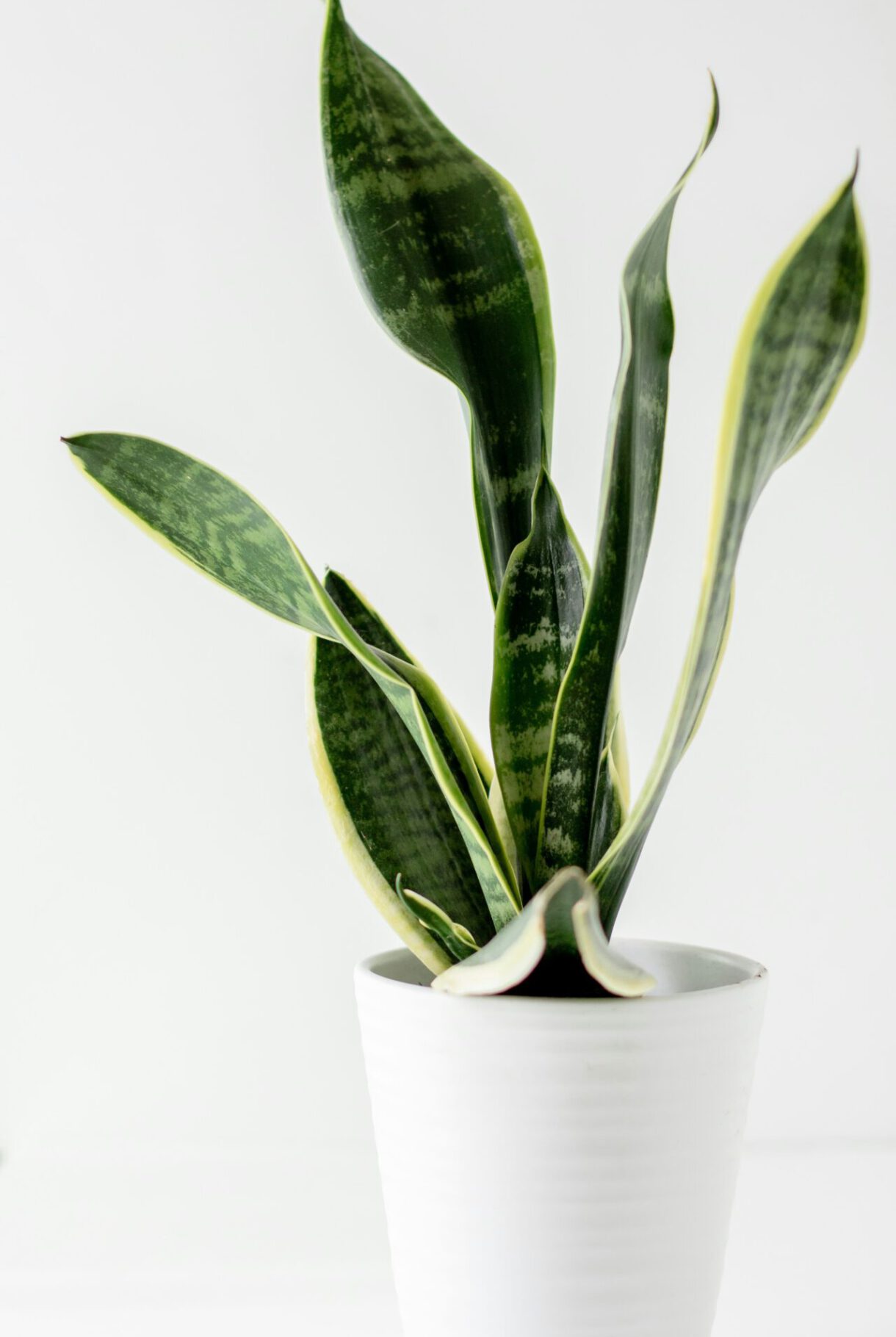 Snake plant Snake plant